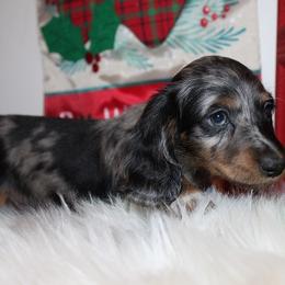 Boy 3 - Blue and tan male Dachshund puppy in Craig, Colorado from Rocky Mountain Shih Tzus and Dry Creek Miniature Dachshunds