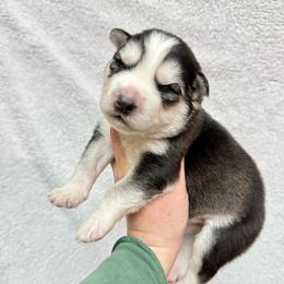 Halo - Black and white female Siberian Husky puppy in Lunenburg, Vermont from SNOW WOOLY HUSKY