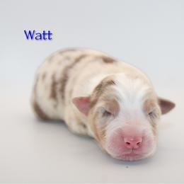 Watt - Red merle male Australian Shepherd puppy in Coldwater, Michigan from Northern Star Australian Shepherds