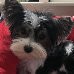 Chanel - Biewer Terrier