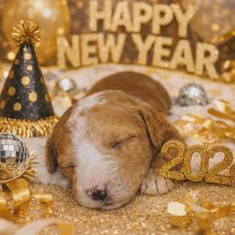 Hera - Red  female Goldendoodle puppy in Boise, Idaho from Goldendoodle Baby