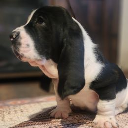 Basset Hound Puppies from Twin Creek Acres