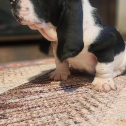 Basset Hound Puppies from Twin Creek Acres