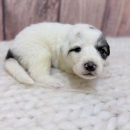 Walter - Blue Collar - White and badger male Great Pyrenees puppy in San Marcos, California from Faith Family Freedom Farm