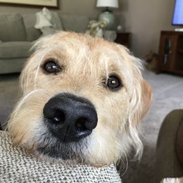 Bearded Retriever, Goldendoodle, and Labradoodle All Grown Up from Traverse City Doodles