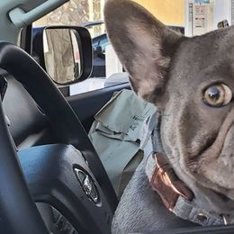 French Bulldogs from Quality Control Frenchies