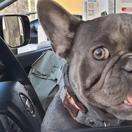 French Bulldogs from Quality Control Frenchies
