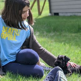 Miniature Schnauzer Puppies from Starbound Miniture Schnauzer's