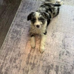 Aussiedoodle, Cavapoo, and Poodle Puppies from B&M Cottonwood Canines