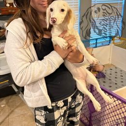 Eden - Piebald female Dachshund puppy in Prairieville, Louisiana from Southern Barron Danes & Dachshunds