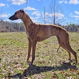 Reacher - Whippet