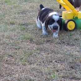 English Springer Spaniel Puppies from Savannah River Springers