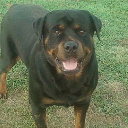 Grant - Rottweiler