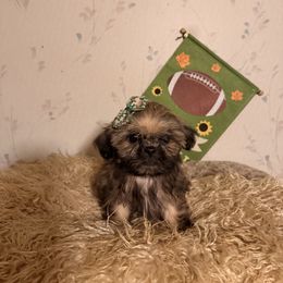 Timmy - Brindle male Shih Tzu puppy in Hibbing, Minnesota from Iron Range Shih Tzu and Puppies