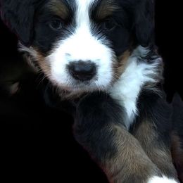 Bernese Mountain Dogs from Willow Creek Bernese Mountain Dogs