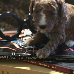 Howard - Parti male Poodle puppy in Statesboro, Georgia from Briar Creek Kennels