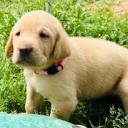 Rose - Yellow female Labrador Retriever puppy in Rock Hill, South Carolina from North Star Retrievers