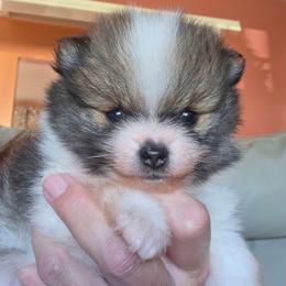 Adkpom Scout AKC Orange Sable Parti 3250 - Orange parti male Pomeranian puppy in Gloversville, New York from ADKPOM Adirondack Pomeranians
