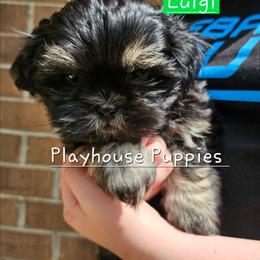 Luigi - Black and tan male Shih Tzu puppy in Lebanon, Missouri from Playhouse Puppies