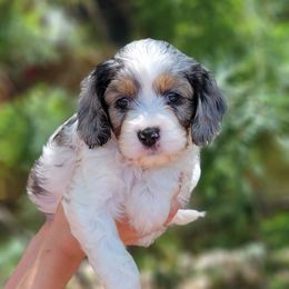 Cavapoo Puppies from Southwest Cavapoos