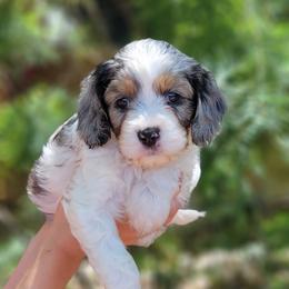 Cavapoo Puppies from Southwest Cavapoos
