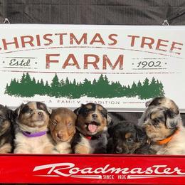 Australian Shepherd Puppies from Beachin' Aussies