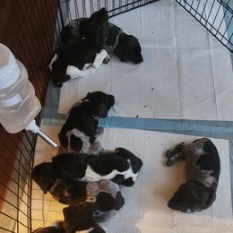 German Shorthaired Pointers from Hummer Farm GSPs