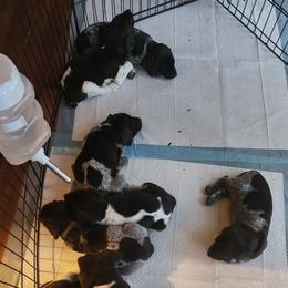 German Shorthaired Pointers from Hummer Farm GSPs