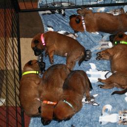 Belgian Malinois Puppies from Pyrex Kennels