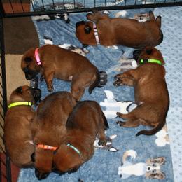 Belgian Malinois Puppies from Pyrex Kennels