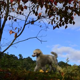 Poodle Puppies from D and D Standard Poodles