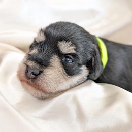 Green - Salt and pepper female Miniature Schnauzer puppy in Cumming, Georgia from Bella Pups LLC