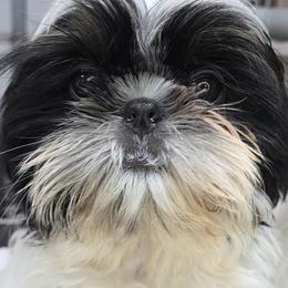 Dreamer - Black and white female Shih Tzu puppy in Riverside, California from Raincross Shih Tzu
