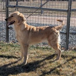 Annie - Golden female Golden Retriever puppy in Lakeside, Arizona from Tall Pines Goldens
