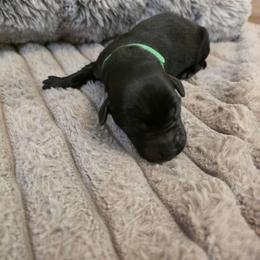 Green - Black male Labrador Retriever puppy in Bartlett, Tennessee from Red Hearts Labradors