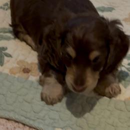 Pending-Chocolate and cream male - Chocolate and cream male Dachshund puppy in Mt. Pleasant, Texas from The Spotted Doxie