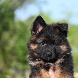 Rex - Black and red male German Shepherd puppy in Azle, Texas from Alsup German Shepherds