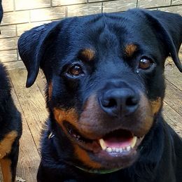 Rottweilers from Joan's Rottweilers