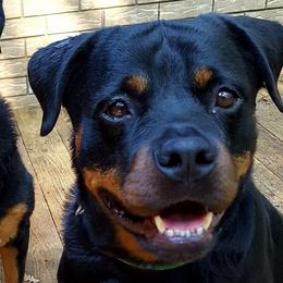 Rottweilers from Joan's Rottweilers