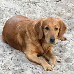 Ivory - Golden Retriever