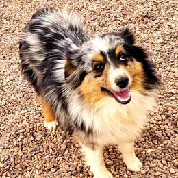 Bandit - Toy Australian Shepherd
