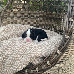 Benny - Tri-color male Cavalier King Charles Spaniel puppy in Shingle Springs, California from California Spaniels