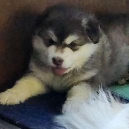 HEX,  red collar - Red and white female Alaskan Malamute puppy in Grayson County, Virginia from River Bend Malamutes