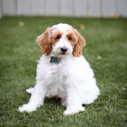 Boulder - Parti male Goldendoodle puppy in Boise, Idaho from Goldendoodle Baby