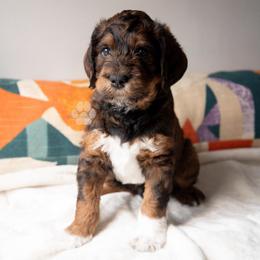 Ron Weasley - Brown male Schnoodle puppy in Memphis, Tennessee from Bentley's Beloved Paws