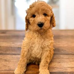 Rune - Apricot male Goldendoodle puppy in Macclenny, Florida from Baker County Goldendoodles
