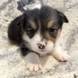 Boy 2 - Black and white male American Corgi puppy in Scottown, Ohio from Wyndy Ridge Corgis