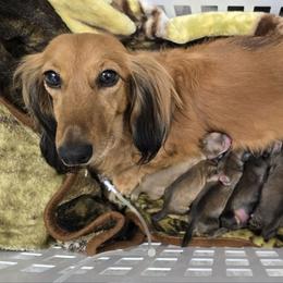 Diamond - Red female Dachshund puppy in Windom, Minnesota from Aster Creek Dachshunds & Australian Shepherds