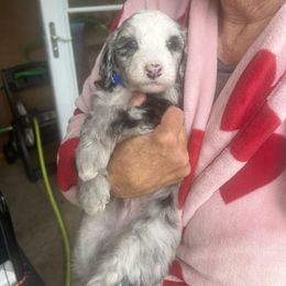 Cockapoo, Sheepadoodle, and Whoodle Puppies from Saddle Mountain Doodles