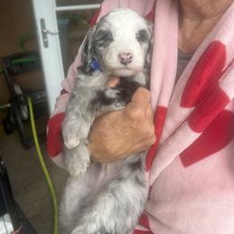 Cockapoo, Sheepadoodle, and Whoodle Puppies from Saddle Mountain Doodles